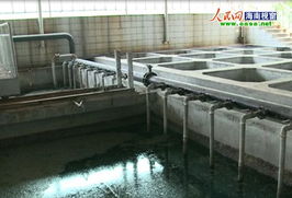 椰树集团污水池恶臭扰民，居民急盼搬迁与废水治理并重